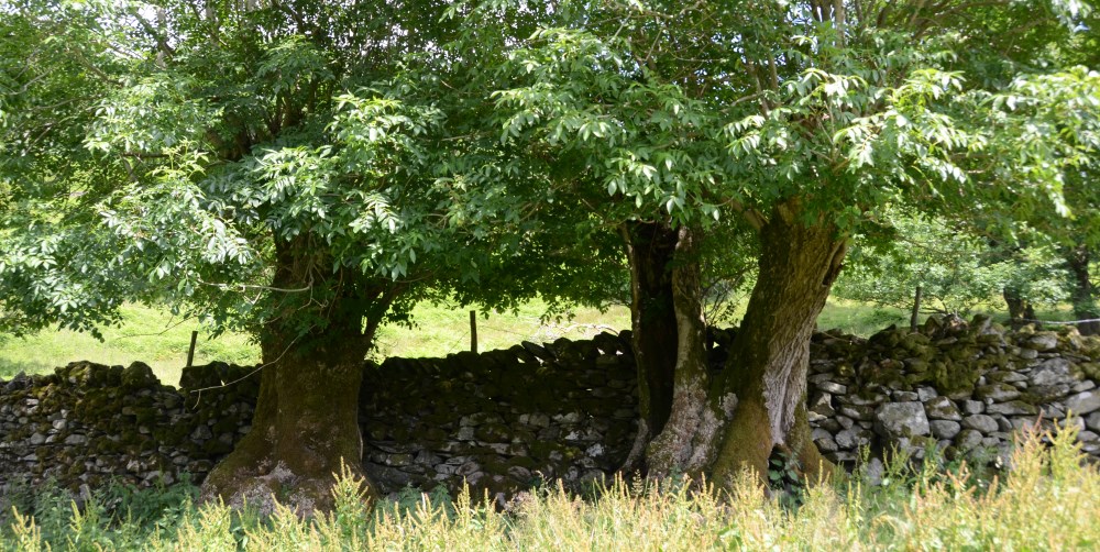 ATF Cumbria | Ancient Tree Forum