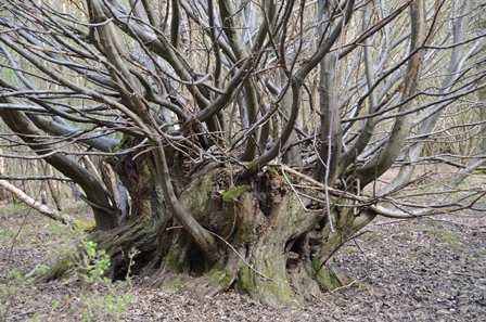 Horche Tree Veteran tree management | Ancient Tree Forum