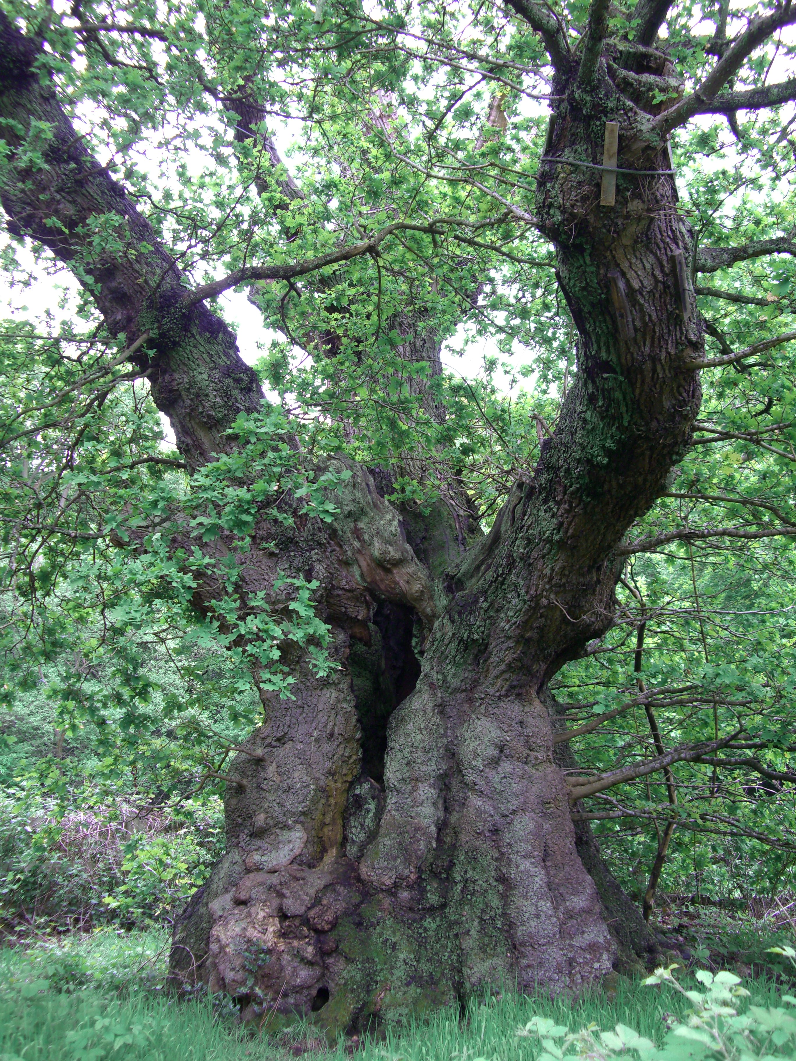 Diok Tree G – Druids Oak | Ancient Tree Forum