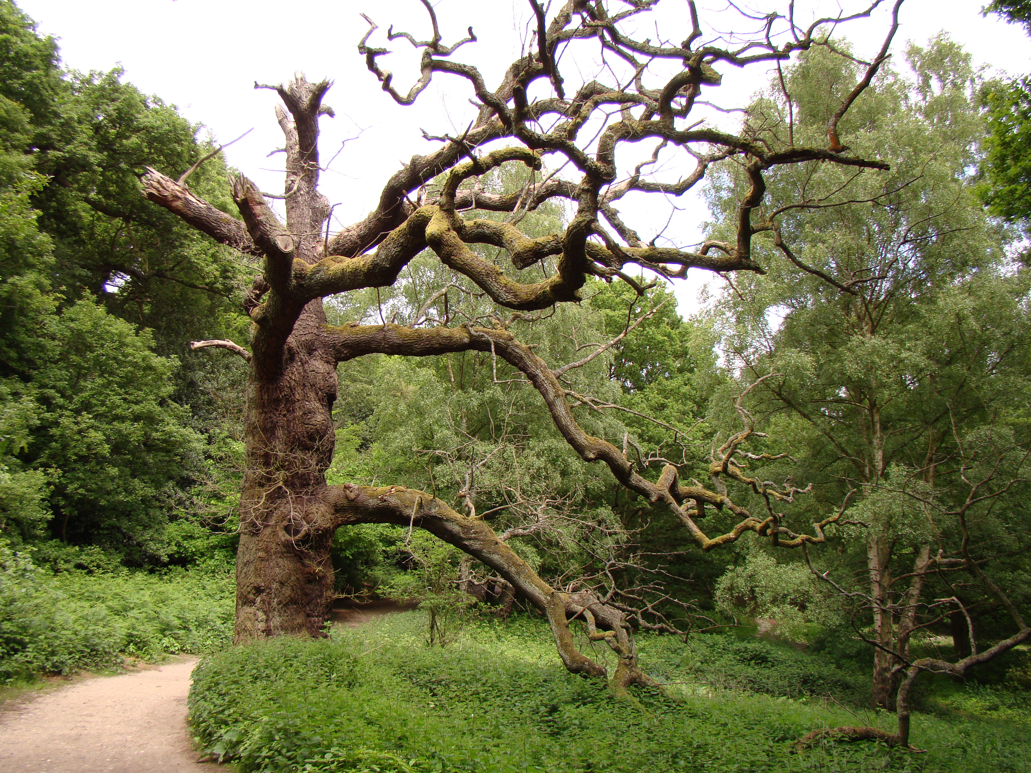 I Chubb Path | Ancient Tree Forum Ancient Tree Forum