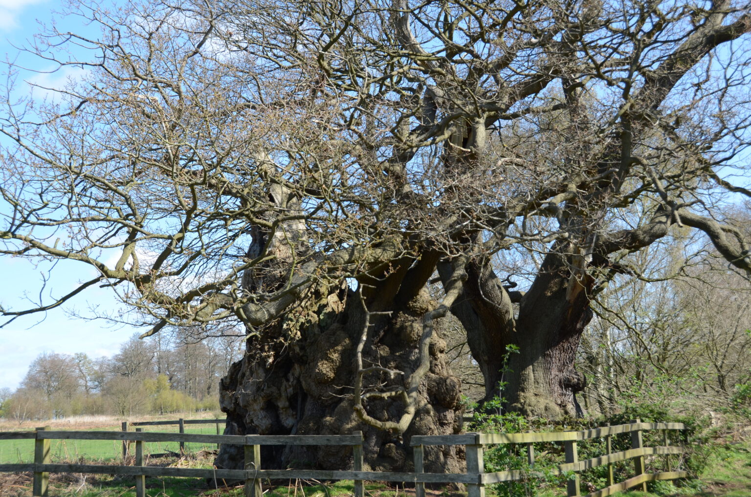Calke Abbey, Derbyshire | Ancient Tree Forum
