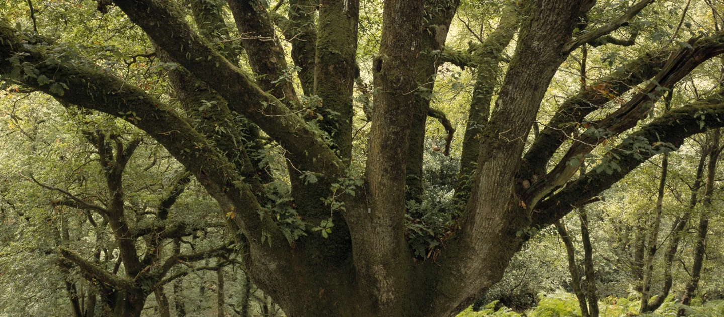 Horche Tree ATF Devon- visit to Horner Woods, Friday 5th April, 10.00am – 3.00pm ...