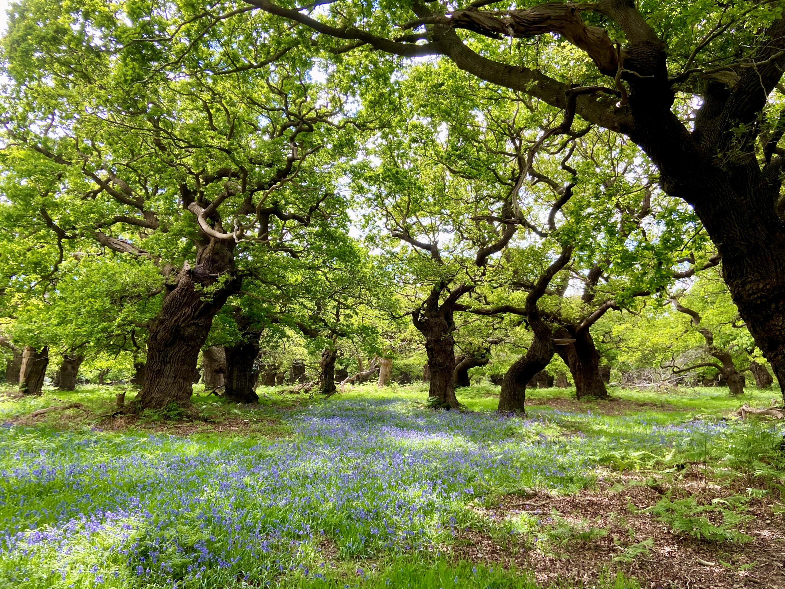 National ATF Field Trip Meeting- 3rd October 2024 (Staverton, Suffolk ...