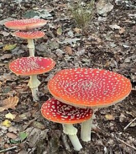 Red toadstools with white spots