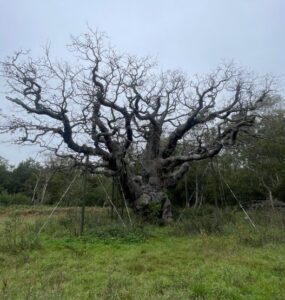 Ancient oak tree