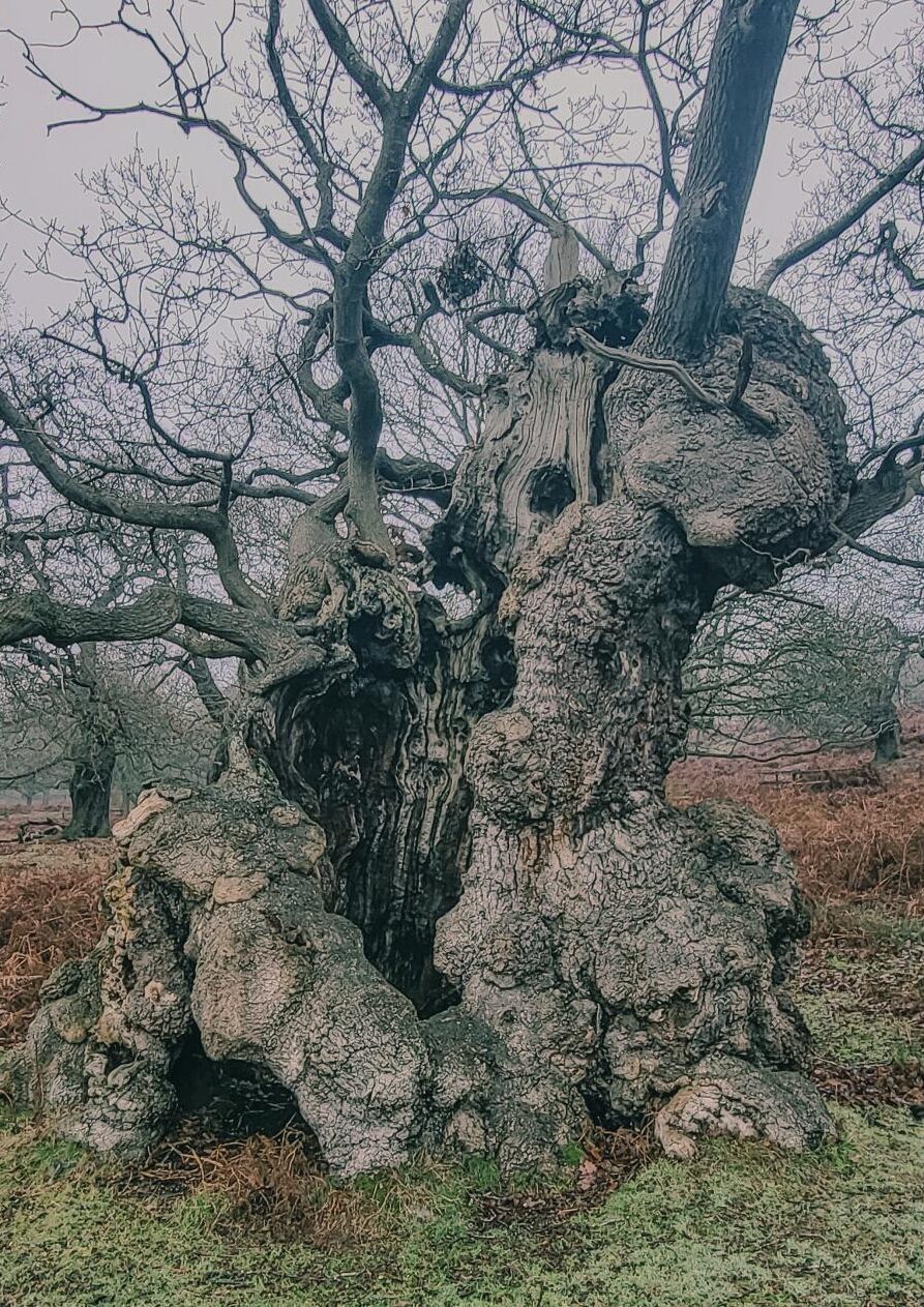 ATF West Midlands and Worcestershire - visit to Bradgate Park, Leicestershire; 3 Sept 2026