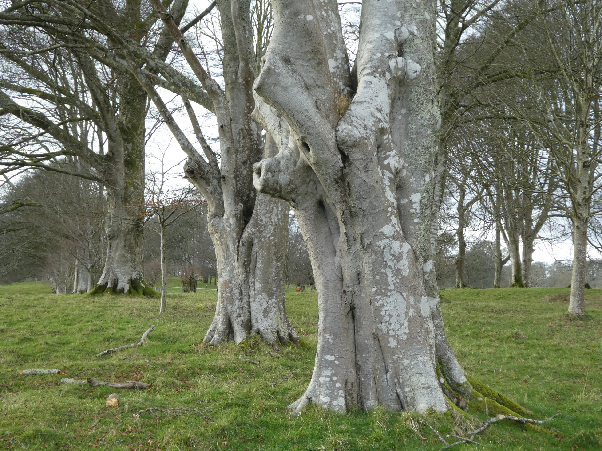 ATF Cornwall - AGM and Lanhydrock Visit; 1 Nov 2026